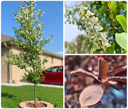 Canada Red Chokecherry Tree